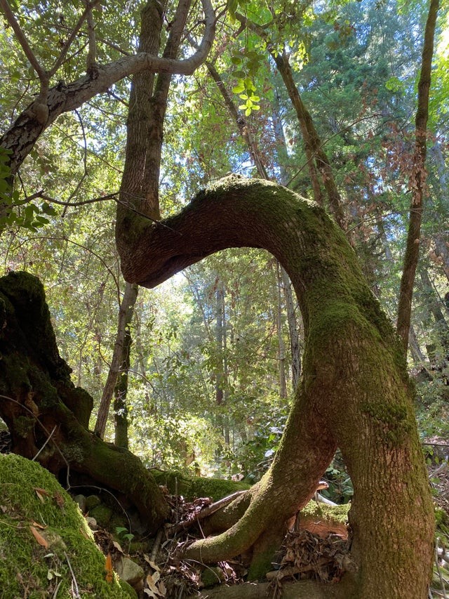 4. Guardate com'è cresciuto il tronco di questo albero: semplicemente incredibile!