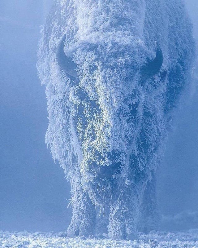 5. Een bizon bij meer dan 30 graden onder nul in Yellowstone Park, VS.