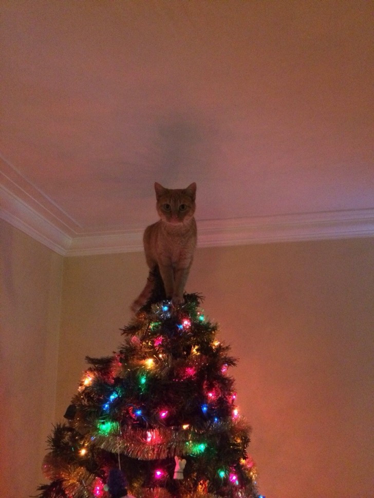 15. A che serve il puntale o la stella cometa sull'albero, quando hai un bellissimo gatto...