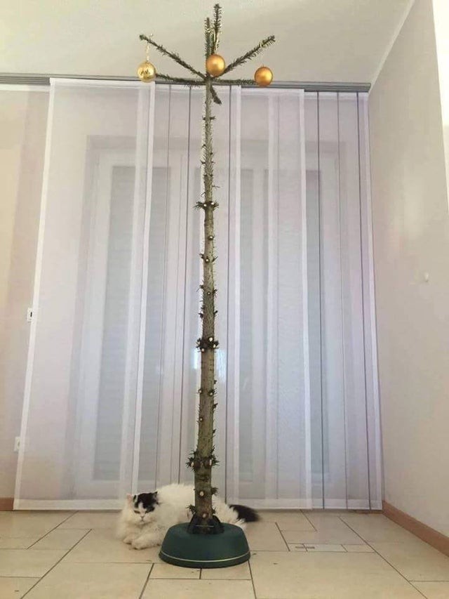 3. Quando hai un gatto talmente prepotente, che questo è l'unico "albero di Natale" che puoi permetterti di avere