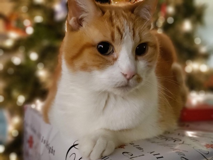 Il più grande regalo sotto l'albero è lui!