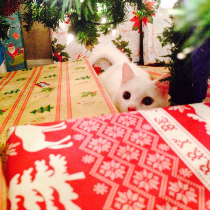 Anche lui vuole aprire i pacchetti sotto l'albero!