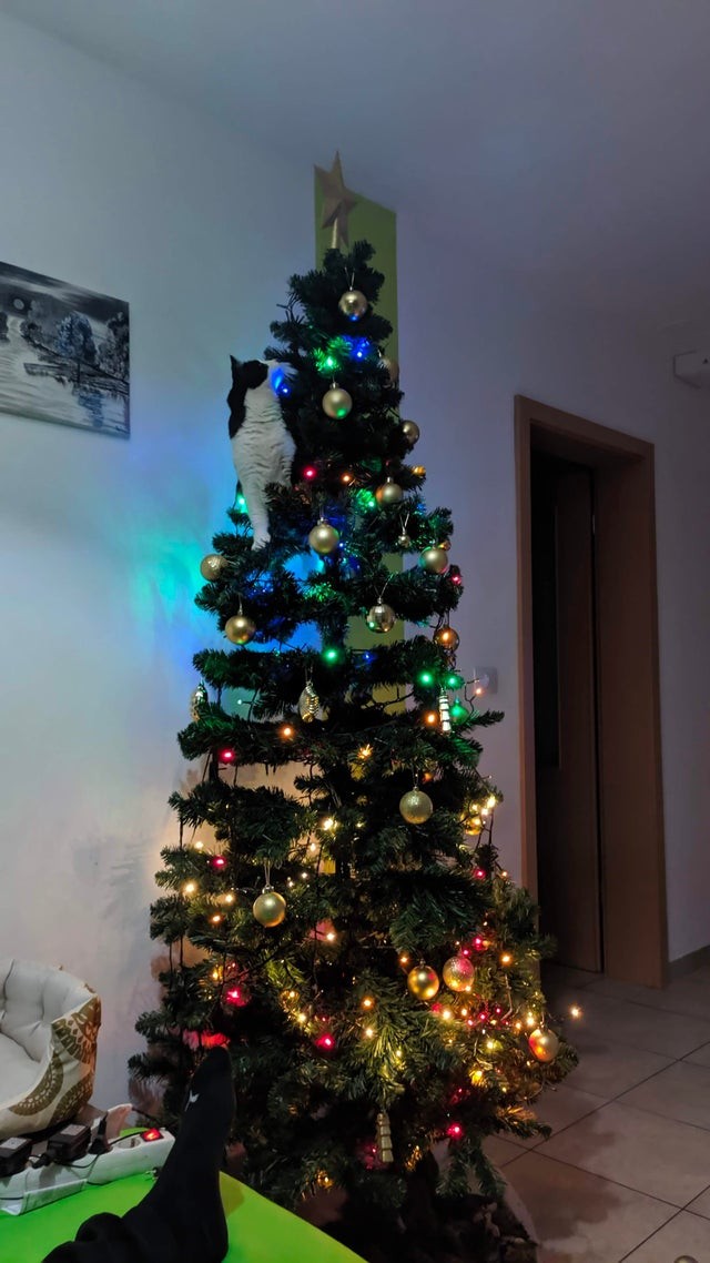 Il mio gatto e l'albero di Natale...una rivalità che non conosce confini!
