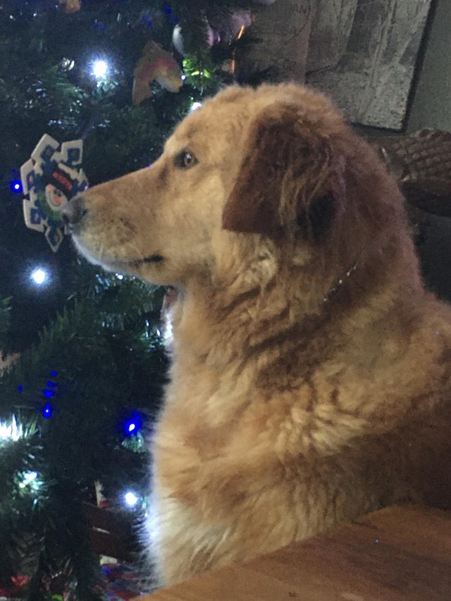 Il mio cane è totalmente "rapito" dalla magia dell'albero di Natale!