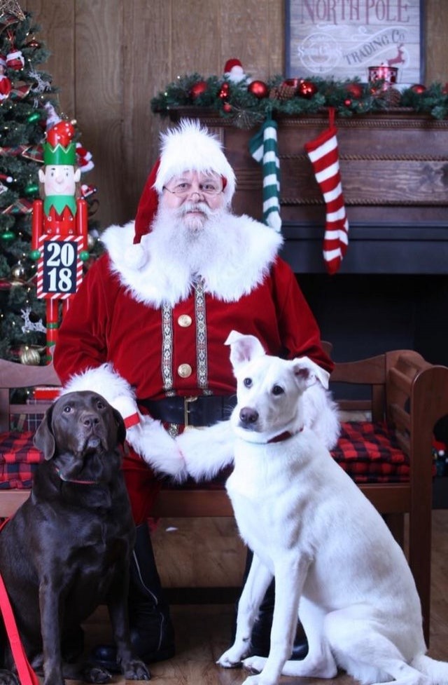 Una volta Babbo Natale aveva le renne, e adesso...due fedeli cani!