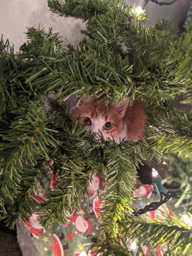 Ama nascondersi sempre all'interno dell'albero di Natale...