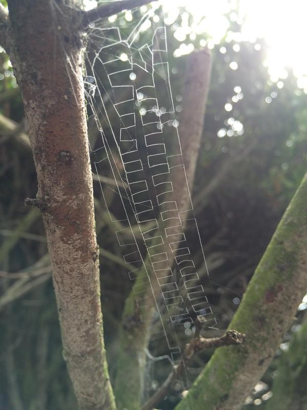 11. Spinnen zijn in staat om mooie en geometrische webben te weven, maar wie weet voor wie zo'n web bedoeld is.