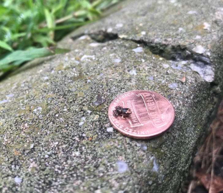 12. Het is een heel kleine kikker en dit muntstuk ziet er in vergelijking enorm uit - is het een pasgeborene of een zeldzame soort? Vrijwel zeker het laatste.