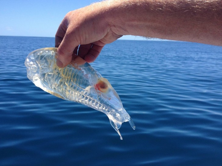 13. Combien de bizarreries et de merveilles se cachent dans la mer ! L'un d'entre elles a été immortalisée : un poisson transparent.
