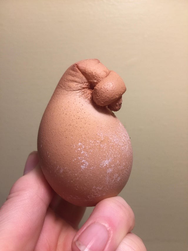 14. Een kip heeft een ongebruikelijk ei gelegd: bovenop lijkt het een knoop of een strik te hebben. Heb je ooit zo'n ei gezien?
