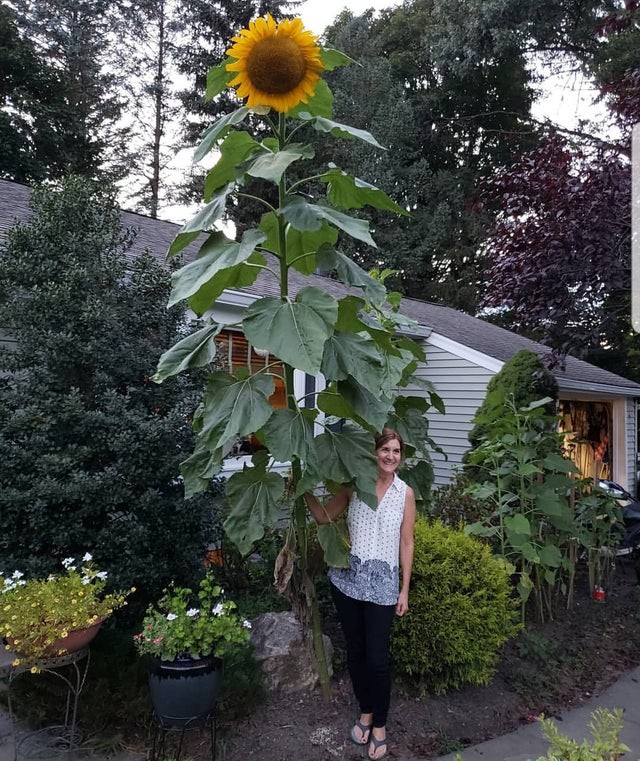 15. Als de zonnebloemen al enorm en majestueus zijn, is dit een echte vuurtoren in de nacht. Hoe lang is het volgens jou?