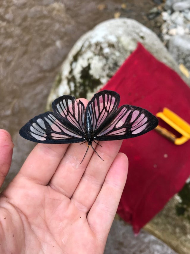 2. Nous voyons souvent des papillons colorés, mais avez-vous déjà vu un papillon aux ailes transparentes et aux contours noirs ?