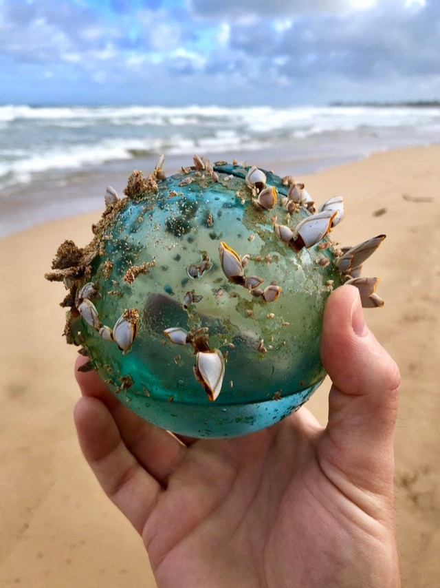 5. Tijdens een wandeling op het strand van Hawaï kwam deze man een glazen bol tegen die de thuisbasis is geworden van een marien ecosysteem.