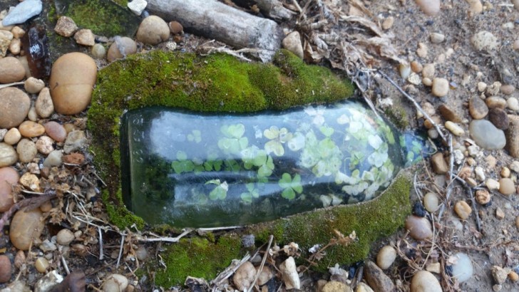 8. Une bouteille a été trouvée sur une plage avec un petit jardin à l'intérieur : si vous regardez de près, vous remarquerez un trèfle à quatre feuilles. Cela portera-t-il chance ?
