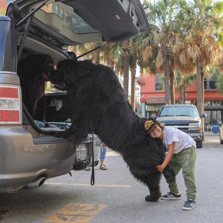 1. Est-ce un chien ou... un ours ?