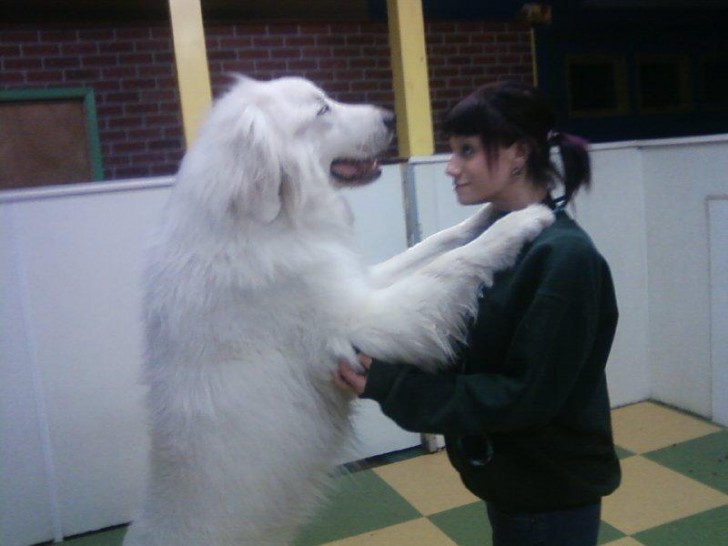 3. Bob, mijn enorm grote hond!