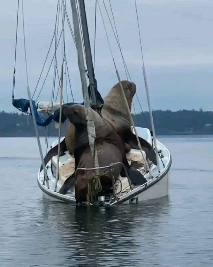 5. D'énormes invités inattendus sur la barque...