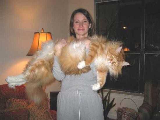10. If you pick up a cat like this you risk getting hurt, but it doesn't matter: the satisfaction is immense.