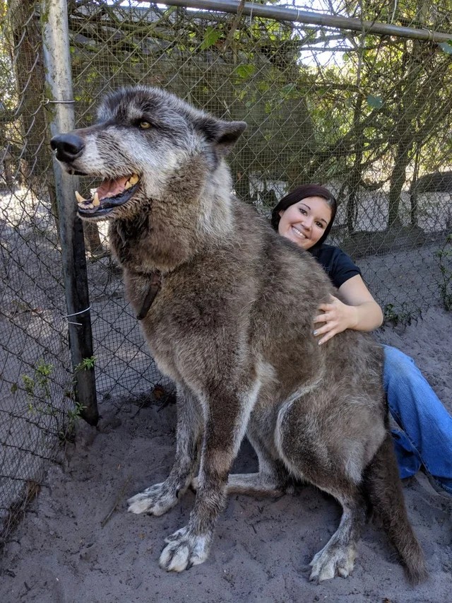 11. Zelfs een wolf is niet zo groot. Ook deze hond zou heel goed een kruising met een beer kunnen zijn.