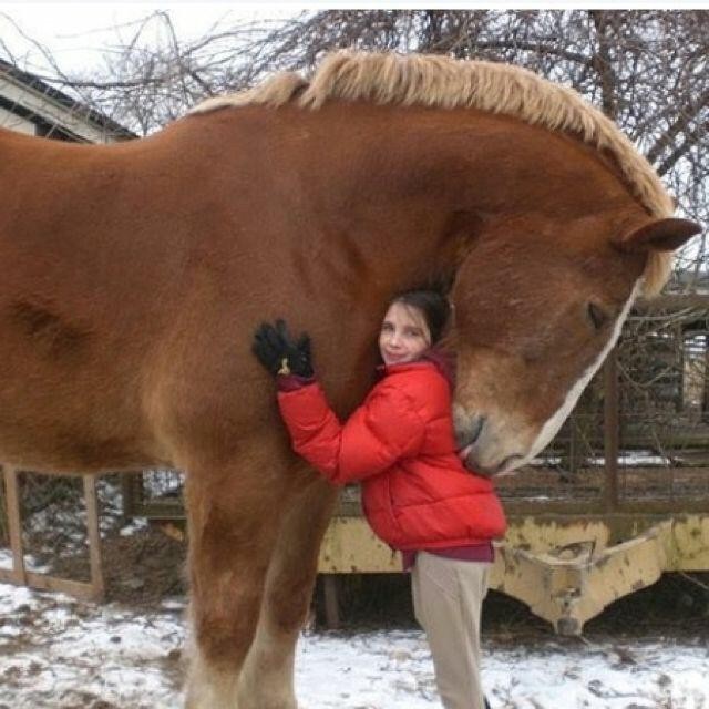 12. Il cavallo è già un animale dalle dimensioni importanti, nonostante lui sia ancora più imponente un abbraccio non può mancare.