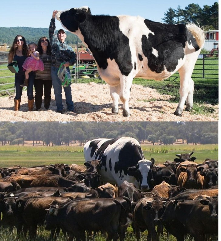 13. She stands among the other cows feeling just like one of the herd. Does she realize she's twice the size of the others?