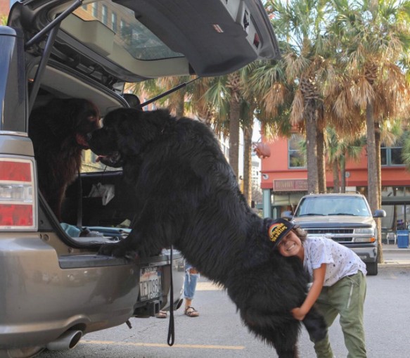 2. A boy tries to help his dog into the car, but will he even fit in?