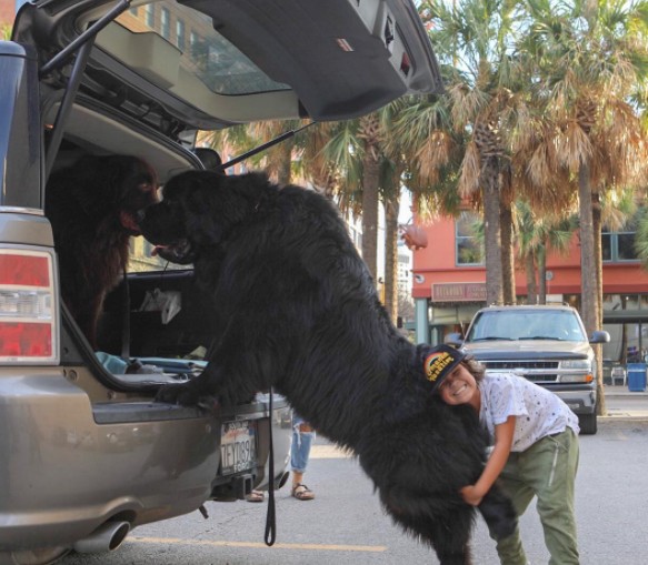 2. A criança tenta ajudar o cachorro a entrar no carro, mas o problema é outro: ele vai caber?