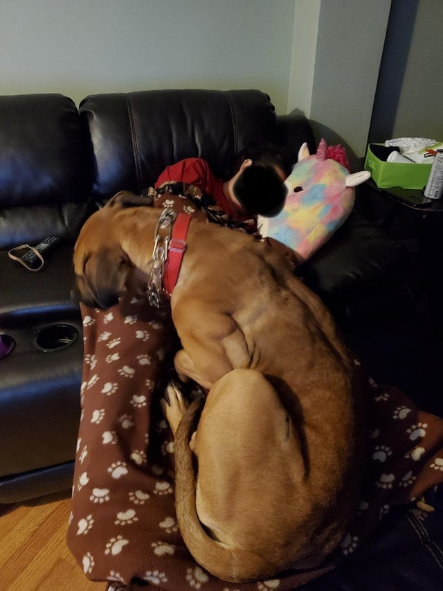 3. Can a dog be bigger than its owner? The answer is yes, there is no question. The girl on the sofa is completely hidden.