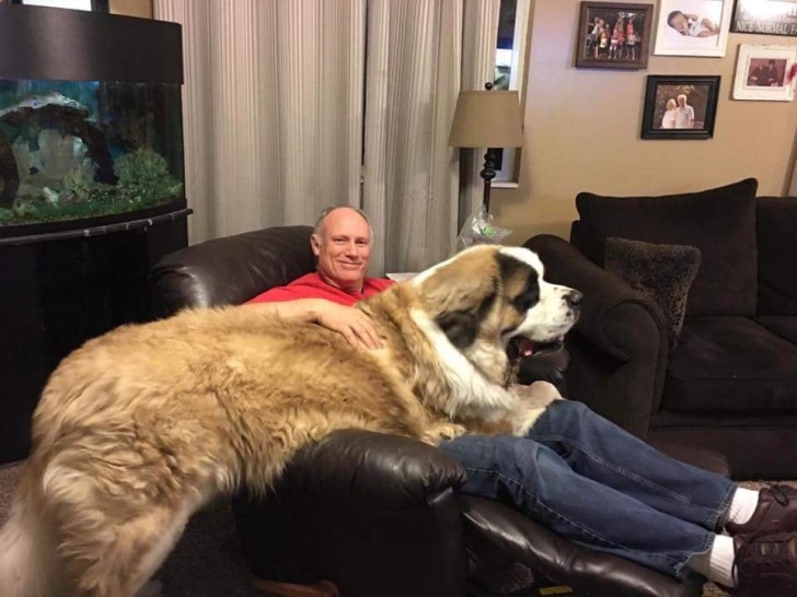 4. This dad didn't want a dog in the house: now, despite its absurd size, he won't be parted from him.