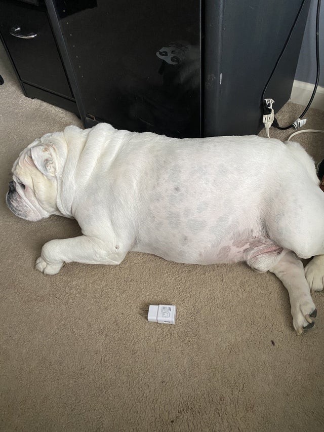 8. Is size a matter of genetics or gluttony? No matter, this dog has decided to take a nap on the floor: the bed is too small.