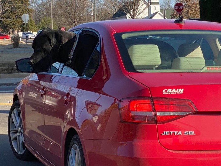 9. Hij slaagde in een gigantische onderneming: in de auto van het baasje stappen. Maar misschien is het niet echt comfortabel.