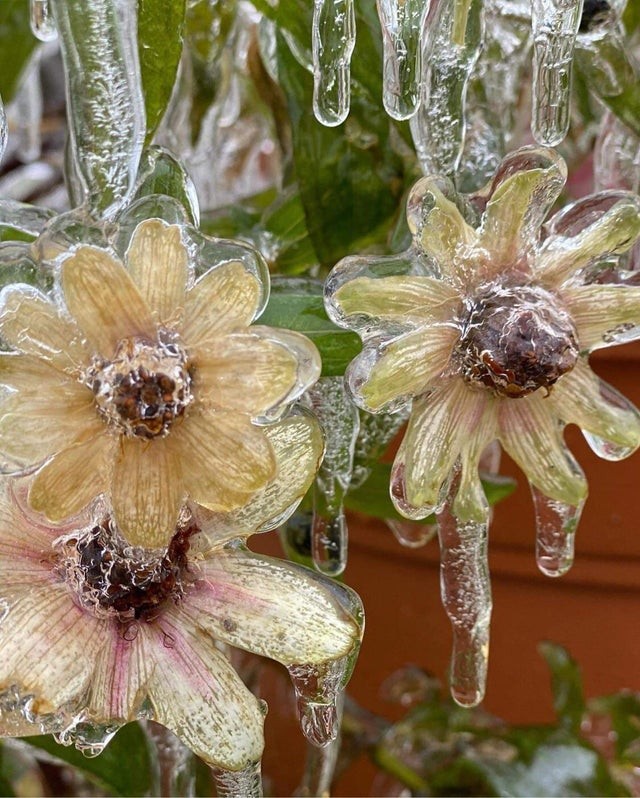 10. Questi fiori sono rimasti intrappolati in una vera "armatura" di ghiaccio: non è incredibile?