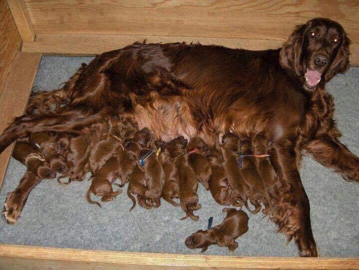 15. Davvero una super-mamma: 18 cuccioli!