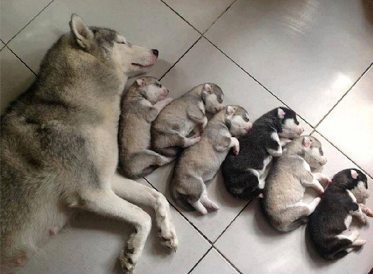 2. Sie schlafen alle in der gleichen Position: Unmöglich zu sagen, dass sie nicht eine Familie sind!