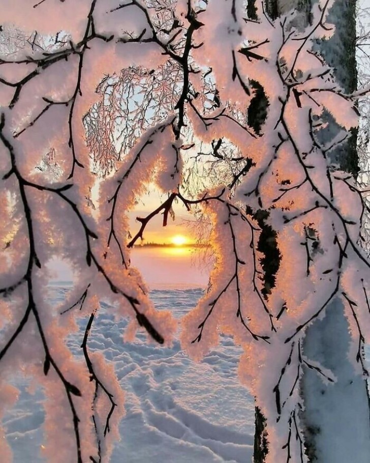 12. Neve e ghiaccio si sono perfettamente attaccati ai rami di questi alberi, in una composizione alquanto suggestiva al tramonto