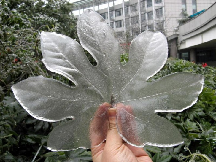 15. An amazing leaf made of ice!