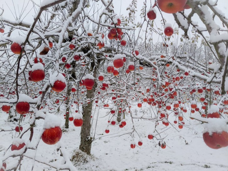 17. A première vue, cela ressemble à des décorations de Noël, mais ce sont en fait des pommes !