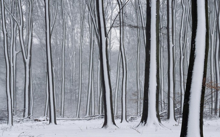 18. The incredible perfection of snow blown from one direction onto these trees...