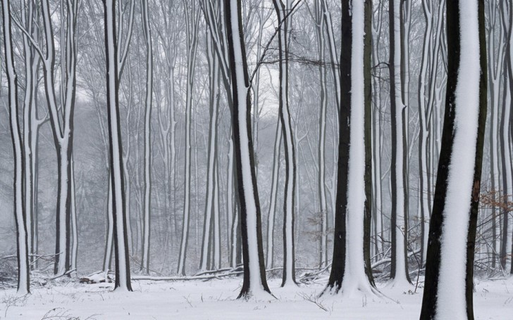 18. A incrível perfeição com que a neve grudou nessas árvores...