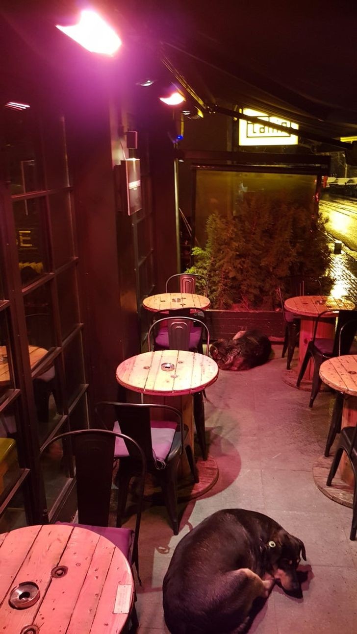 O restaurante fecha? E nós deixamos os cães de rua entrarem para garantir que eles tenham um lugar para dormir!