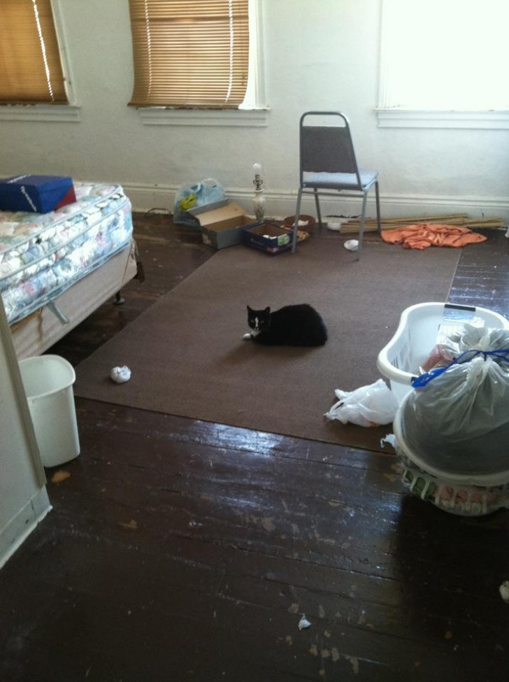 3. Het scenario dat de huisbaas vond toen ze vertrokken, inclusief de kat.