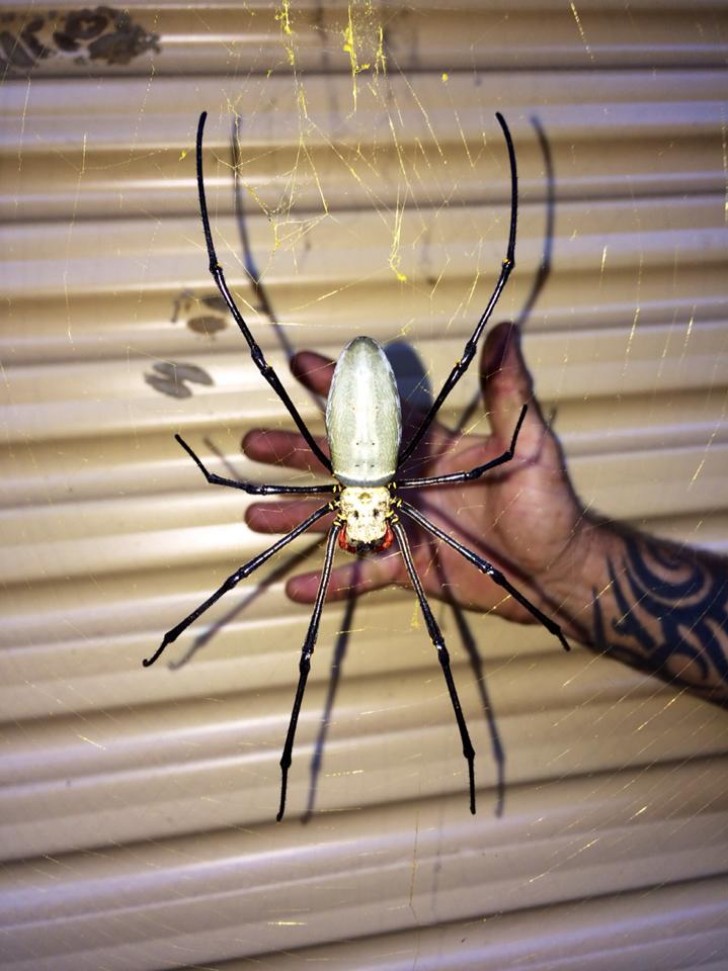 14. Hier ist eine weitere Spinne von beängstigender Größe. Wie mutig sind sie, sie zu halten und zu fotografieren?