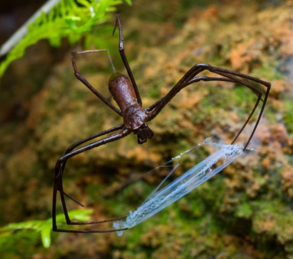 15. Comme il n'y a jamais assez d'araignées en Australie, en voici une autre, photographiée en train de tisser sa toile.
