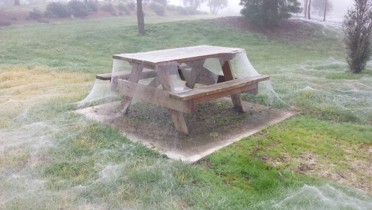 5. Ce n'est pas de la neige ni du brouillard. Ce que vous voyez sur la table basse, l'herbe et les arbres est une toile (ou plusieurs toiles) tissée par les araignées.