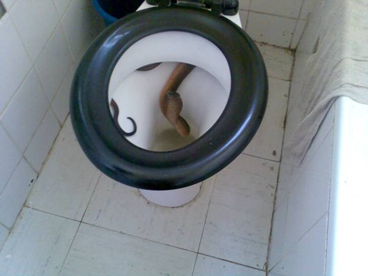 8. Prettig moet het zeker niet zijn om een ​​slang in het toilet te vinden: de eigenaren hebben alles uit elkaar gehaald.