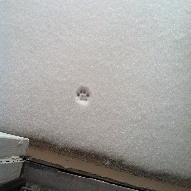 7. Voor mijn kat was het voldoende om een ​​poot in de sneeuw te zetten om te beslissen dat het beter was om warmpjes thuis te blijven!