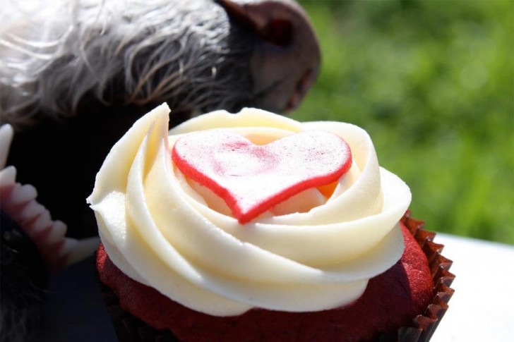 4. He wanted to take a picture of the muffin, maybe a little thought for Valentine's Day, but things went slightly awry. The dog must have been delighted.