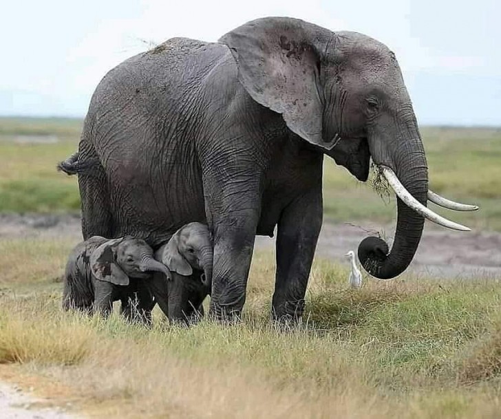 ¡Qué dulzura estos elefantes pequeños protegidos por la madre!