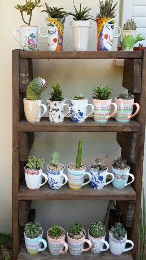 5. Une collection de mug et cactus