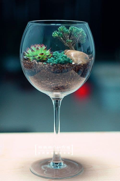 7. Een terrarium in een wijnglas